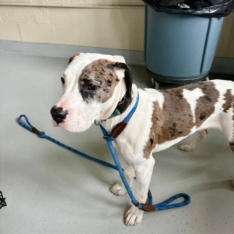 A baby medium-sized male White / Cream Mixed Breed dog named JJ Stray Hold for adoption in Huntington, WV