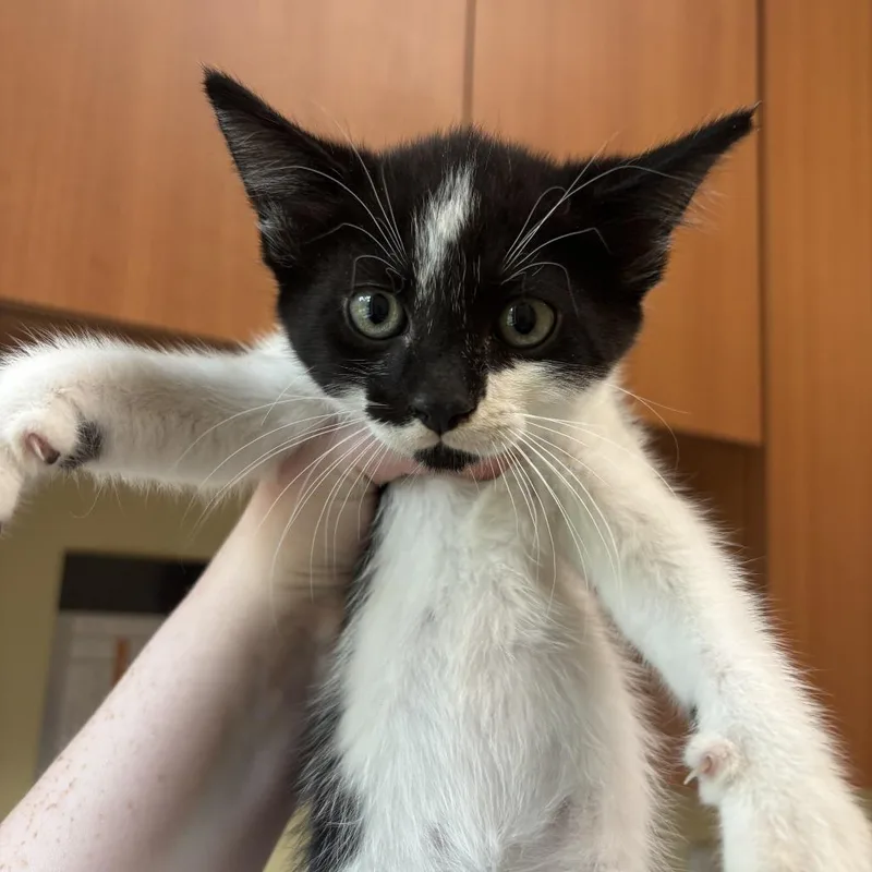 A baby small-sized male Black Domestic Short Hair cat named Hyde for adoption in Newark, DE