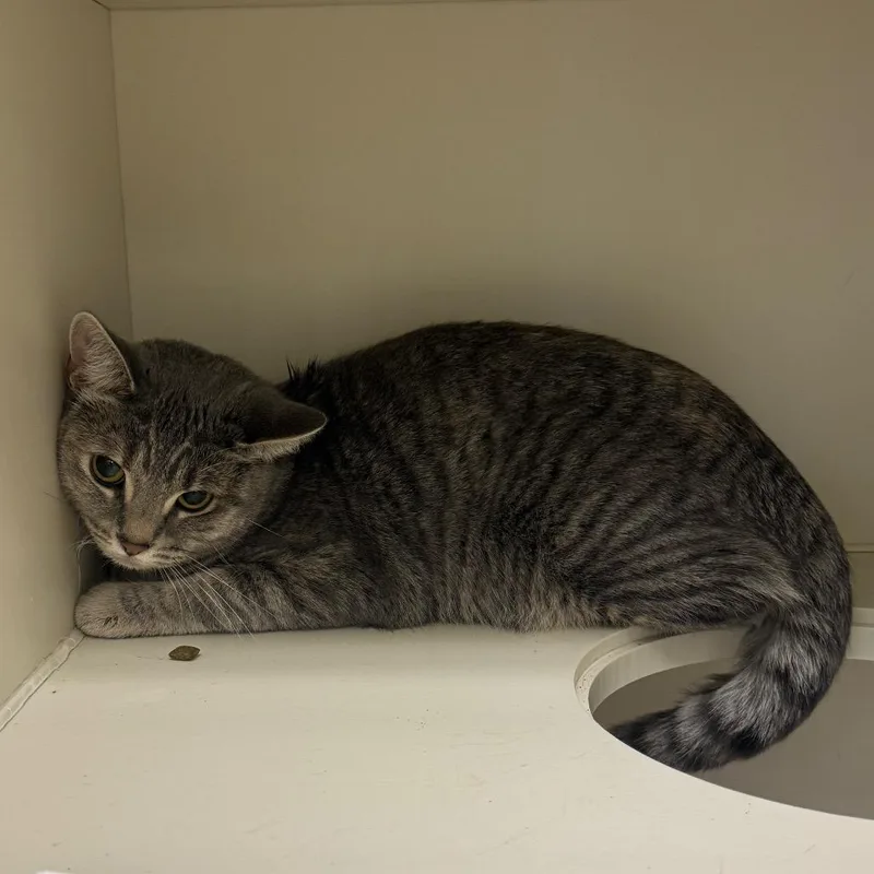 A young medium-sized female Domestic Short Hair cat named Tiana for adoption in Fairport, NY