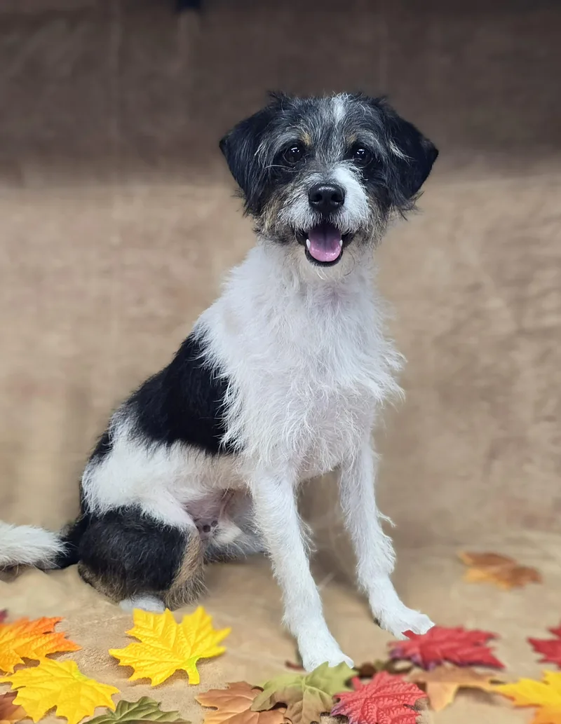 A young small-sized male White / Cream Shih Tzu dog named Jimmy for adoption in San Pedro, CA