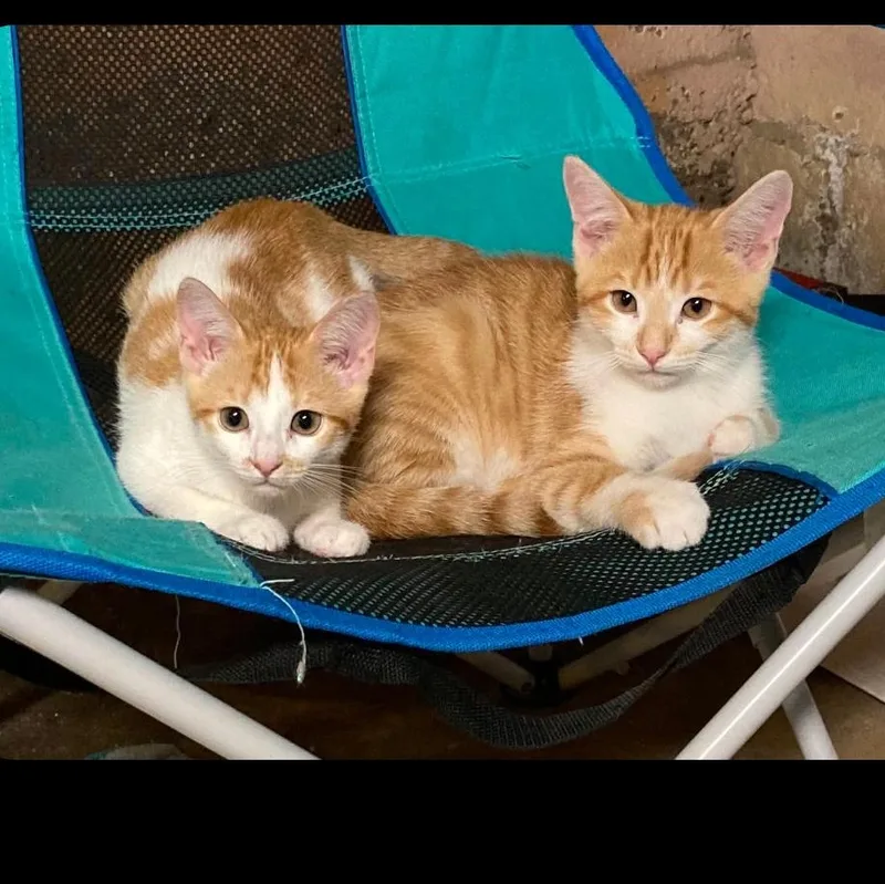 A baby medium-sized female Orange & White Domestic Short Hair cat named Clementine for adoption in West Lafayette, IN