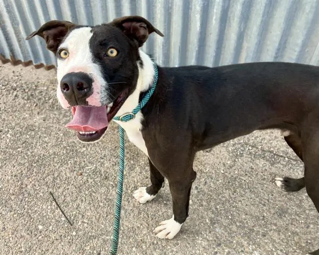 A young medium-sized male Pit Bull Terrier dog named Bear for adoption in Albuquerque, NM