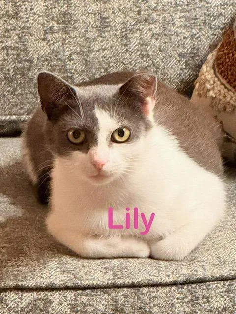 A young medium-sized female Domestic Short Hair cat named Lily for adoption in New Bern, NC