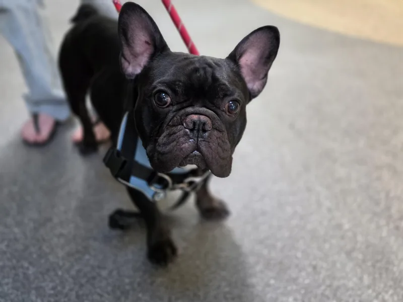 An adult medium-sized male French Bulldog dog named Tommy Lee for adoption in Los Angeles, CA
