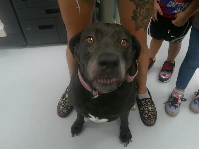 An adult large-sized female Labrador Retriever dog named Rose for adoption in Ocala, FL