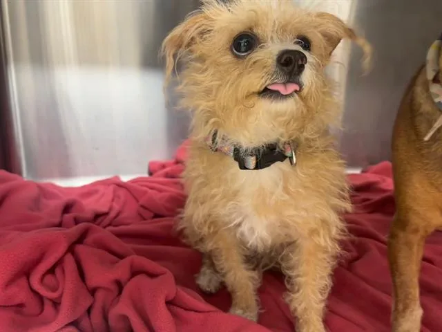 An adult small-sized female Maltese dog named Chiquita for adoption in Grand Prairie, TX