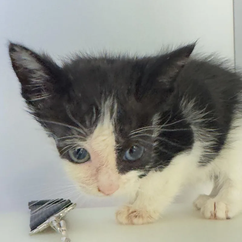A baby small-sized female Black Domestic Short Hair cat named Zoey for adoption in Franklin, NC