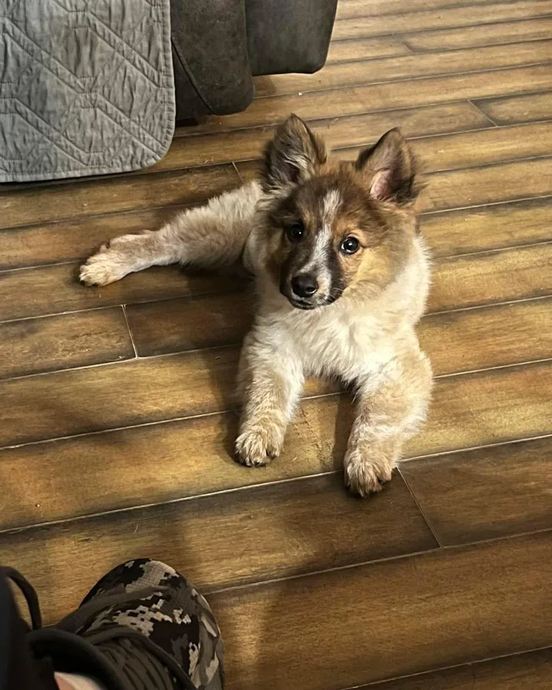 Fletcher thumbnail 2