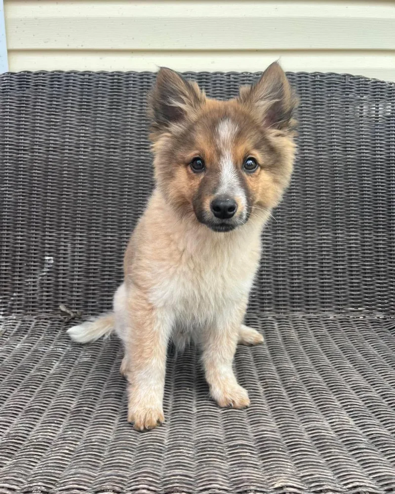 Fletcher thumbnail 3