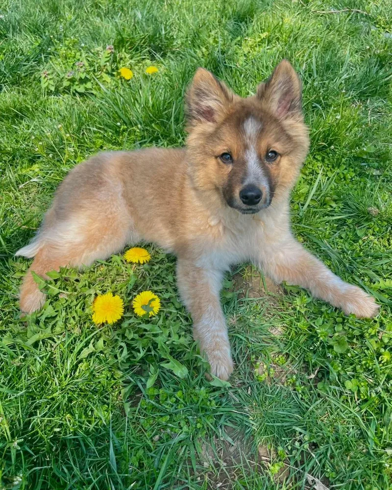 Fletcher thumbnail 5