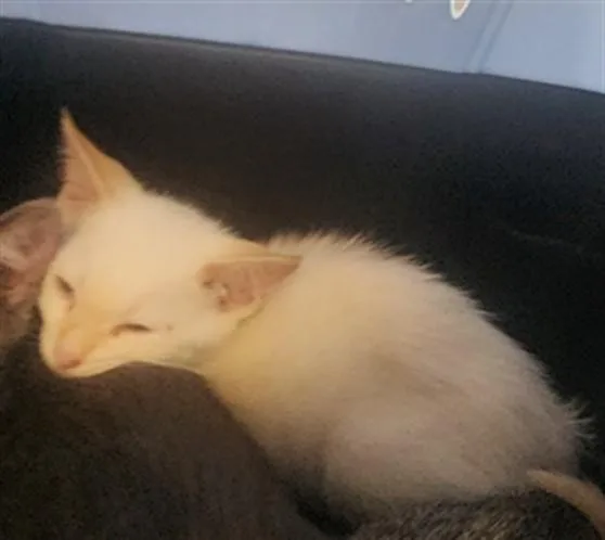 A baby small-sized male Domestic Short Hair cat named Tortelini for adoption in Los Angeles, CA