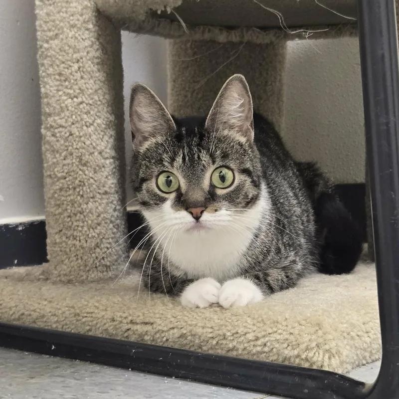 A young small-sized female Tabby (Brown / Chocolate) Domestic Short Hair cat named Pretzel for adoption in Martinsville, IN