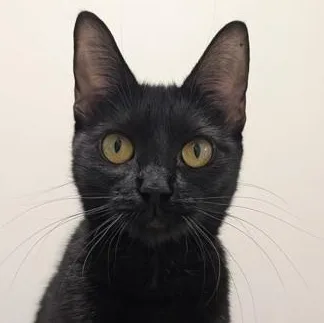 A young medium-sized female Black Domestic Short Hair cat named Kiwi for adoption in Ithaca, NY