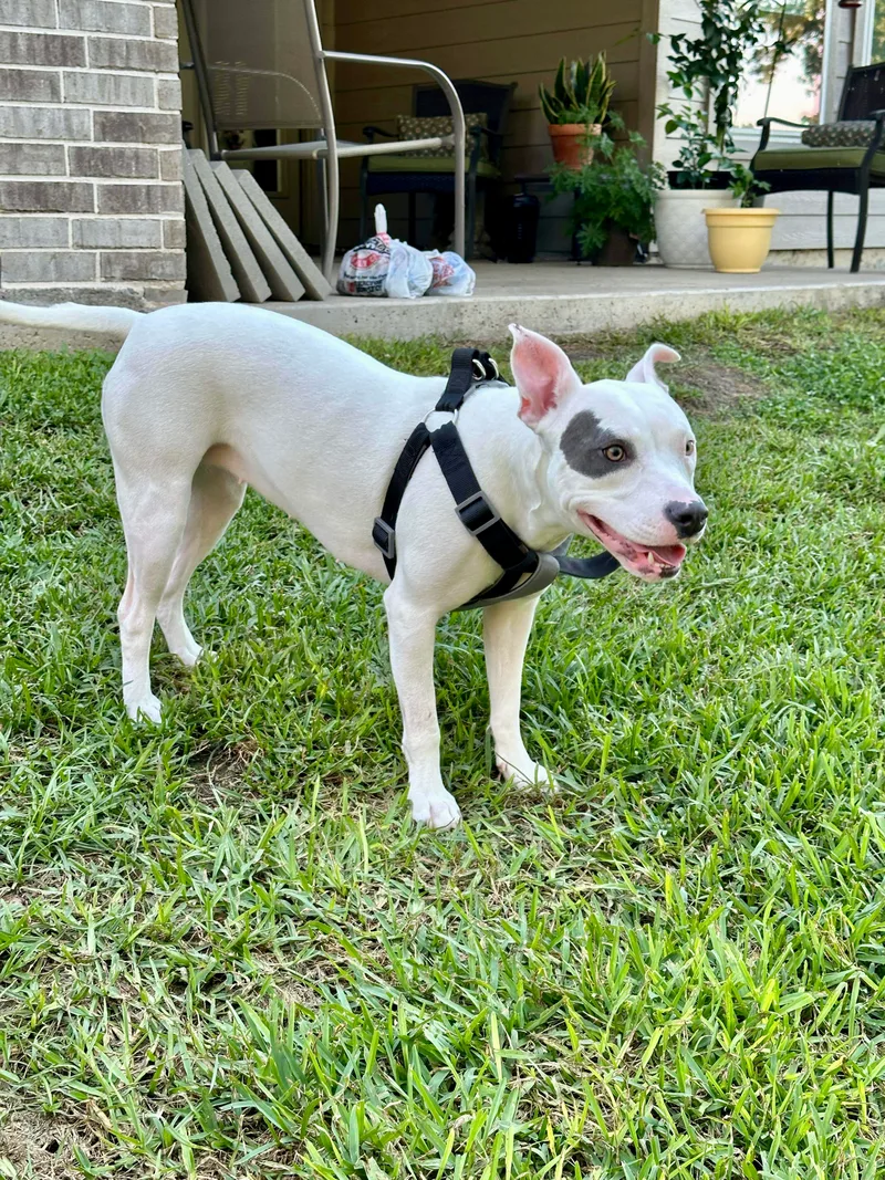 A young medium-sized female White / Cream American Bulldog dog named Mimi for adoption in Tomball, TX