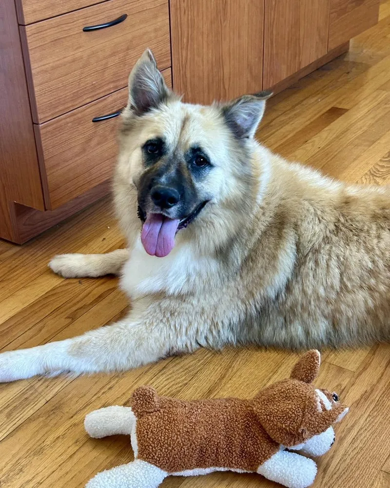 An adult large-sized male Shepherd dog named Balto for adoption in Carrollton, GA