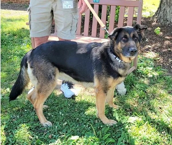 An adult large-sized female German Shepherd Dog dog named Ear Bud for adoption in Millersville, MD
