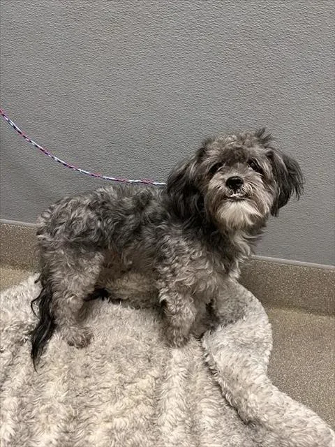 Dumbo