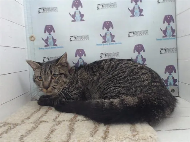 A young small-sized female Domestic Short Hair cat named Cindy for adoption in Orlando, FL