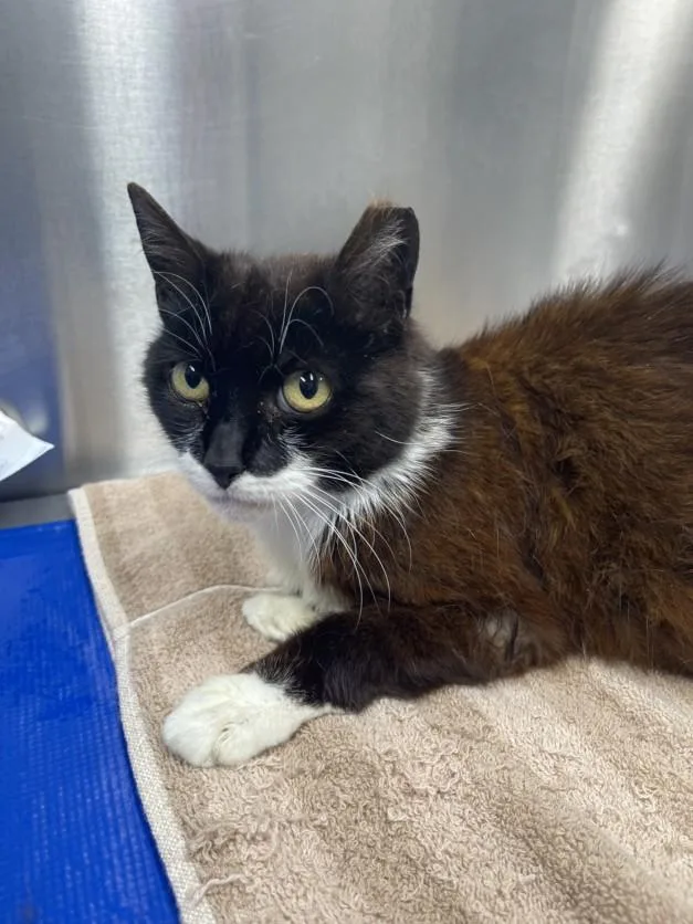 An adult small-sized female Domestic Short Hair cat named Novalyn for adoption in Hagerstown, MD