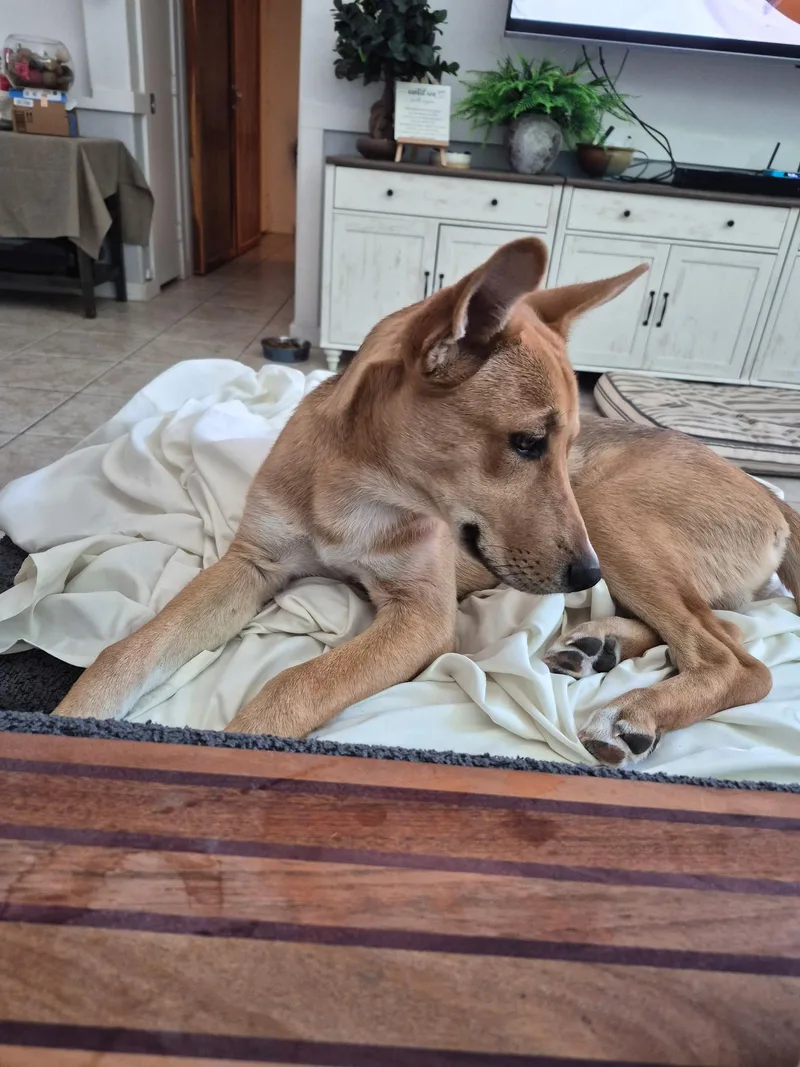 A young medium-sized male Yellow / Tan / Blond / Fawn Shepherd dog named Dawson for adoption in Las Vegas, NV