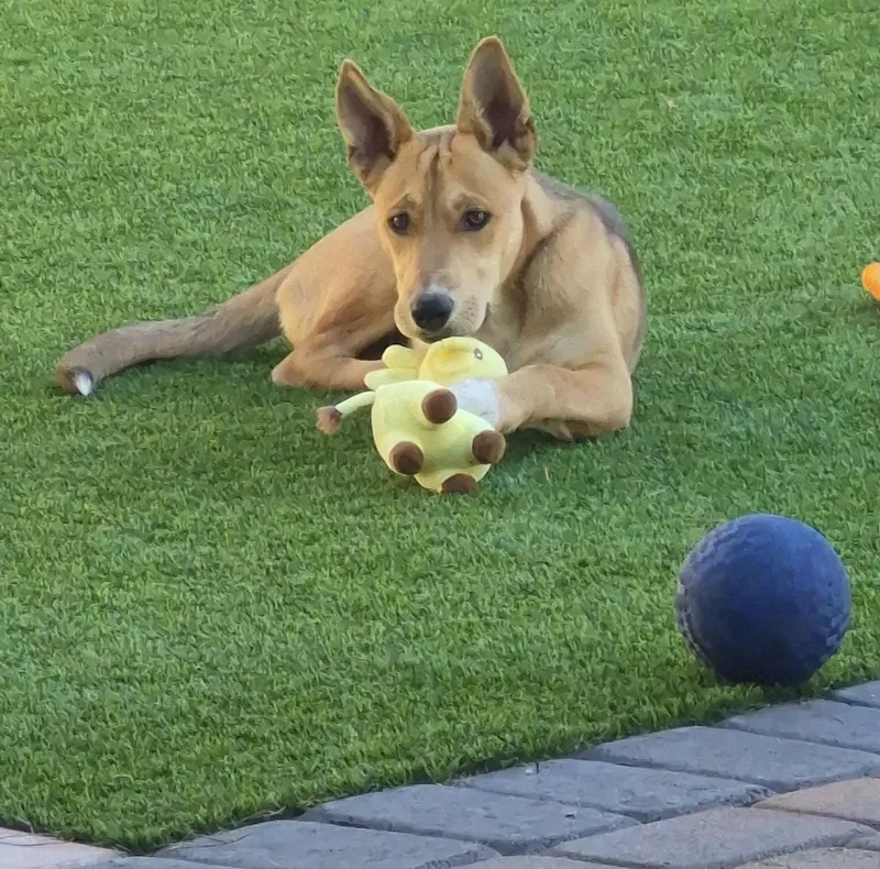 Dawson thumbnail 4