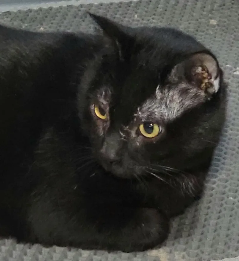 Blushy Panther thumbnail 2