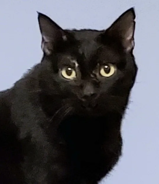 Blushy Panther thumbnail 3