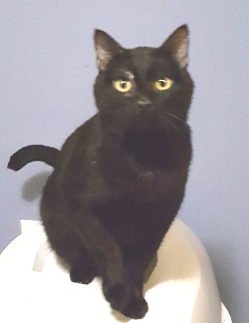 Blushy Panther thumbnail 5