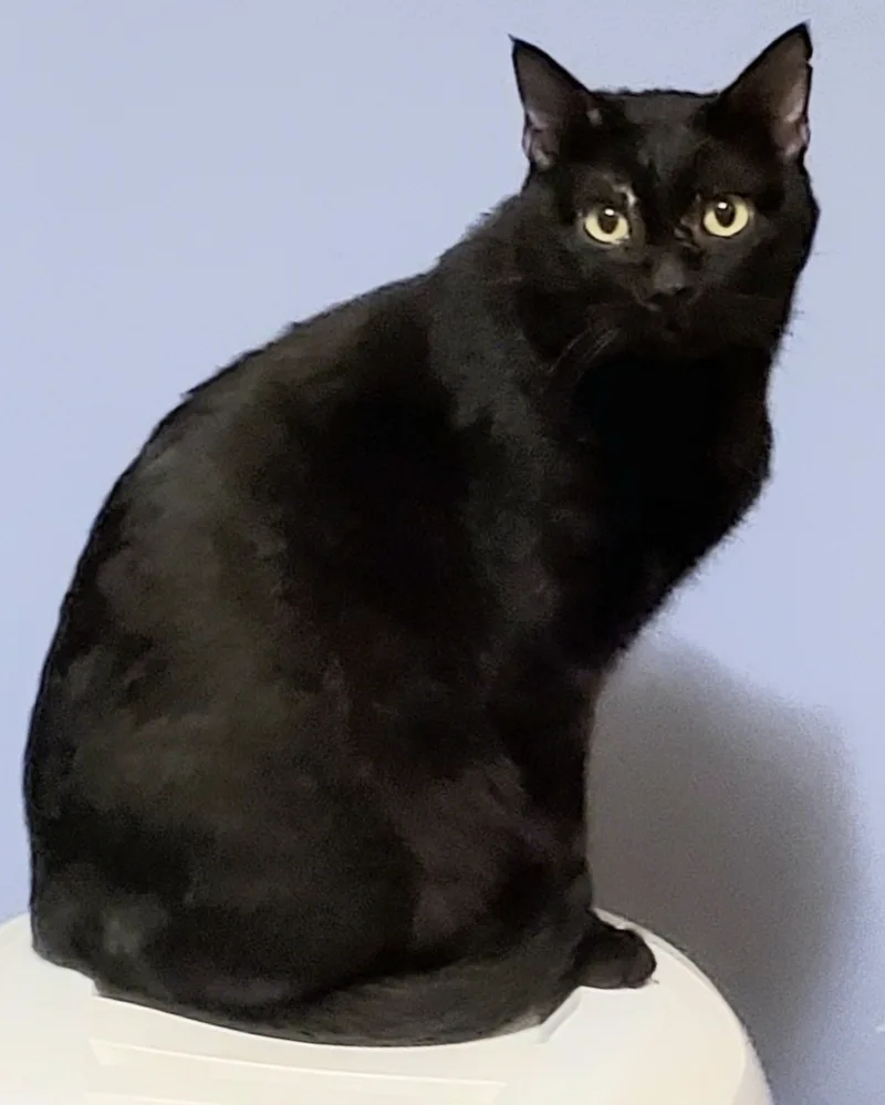 Blushy Panther thumbnail 6