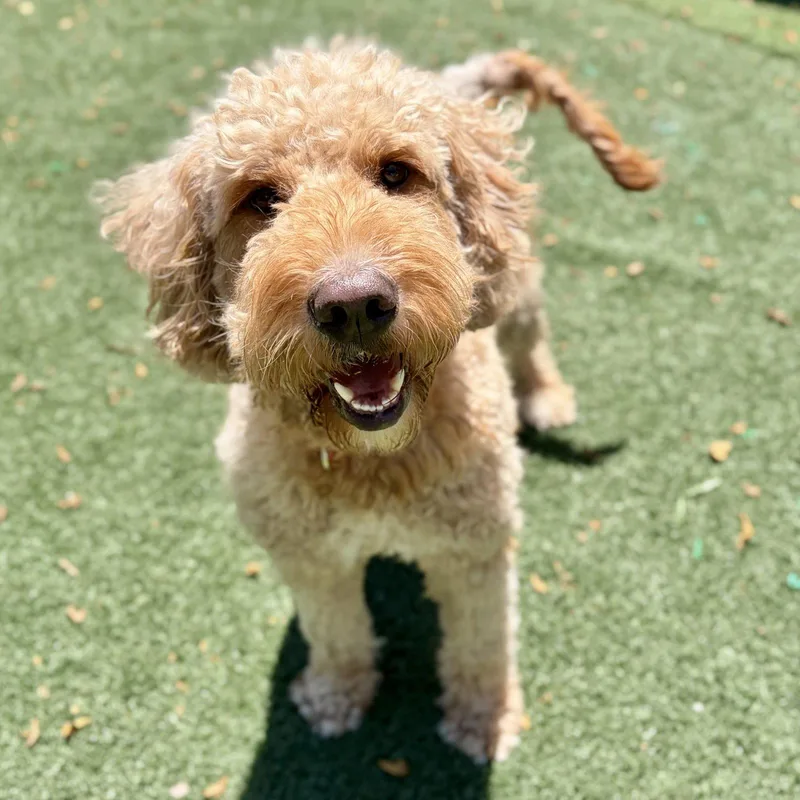 A young medium-sized female Golden Retriever dog named Elanore for adoption in Whitehall, PA