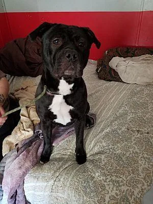 Michonne thumbnail 3