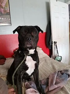 Michonne thumbnail 4