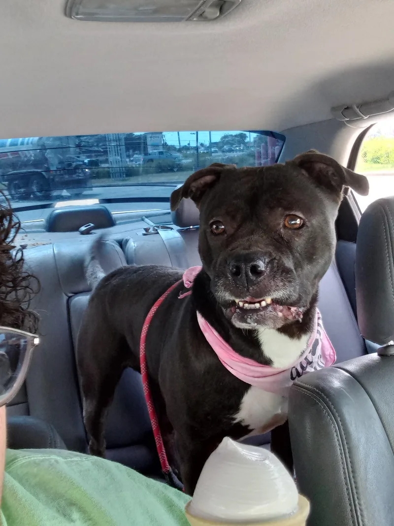 Michonne thumbnail 5