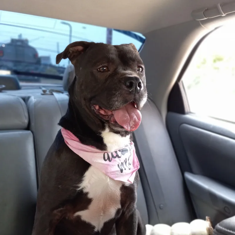 Michonne thumbnail 6