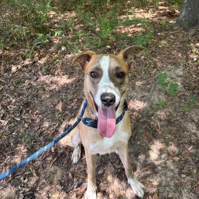 An adult medium-sized male Yellow / Tan / Blond / Fawn Mixed Breed dog named Turner for adoption in Columbus, GA