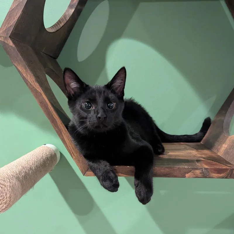 A baby small-sized male Black Domestic Short Hair cat named Mordecai for adoption in La Grange, KY