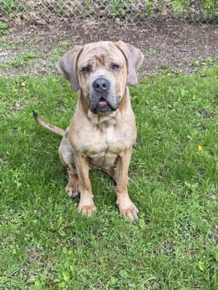 A young large-sized female Mastiff dog named Red for adoption in Clinton Township, MI