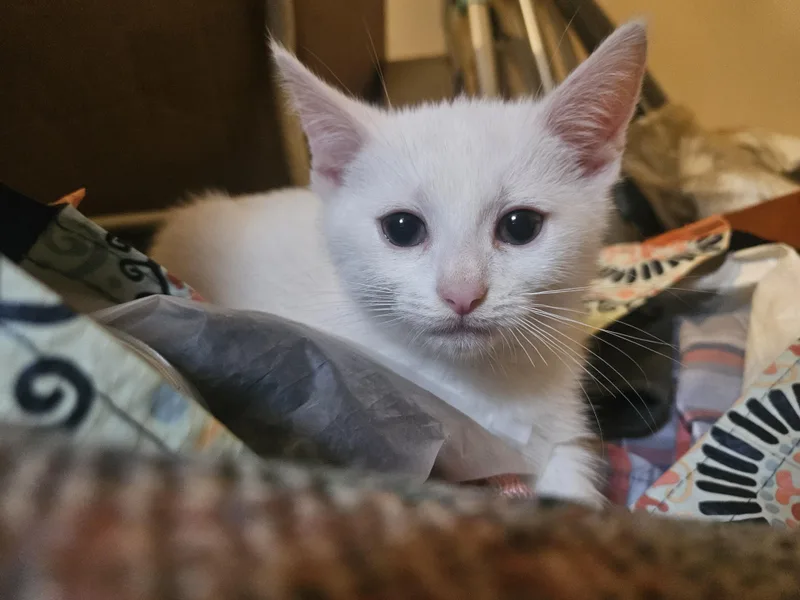A baby small-sized male Domestic Short Hair cat named Levi for adoption in Claridge, PA