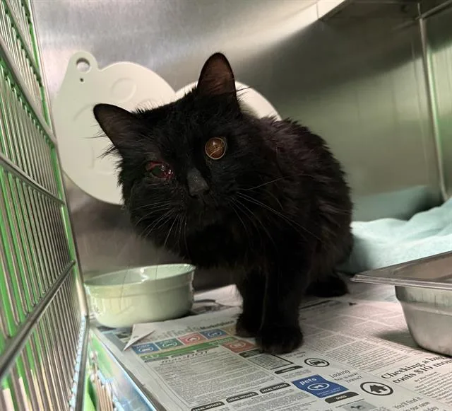 A young medium-sized male Domestic Short Hair cat named Bucky for adoption in Boston, MA