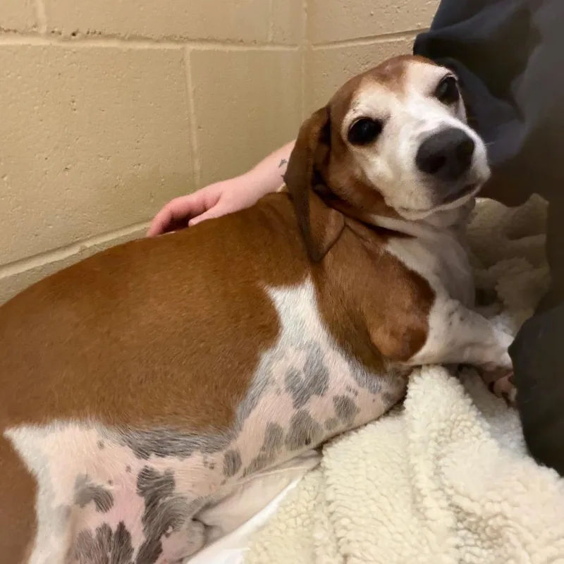 A senior medium-sized male Mixed Breed dog named Roquy for adoption in Winston-Salem, NC