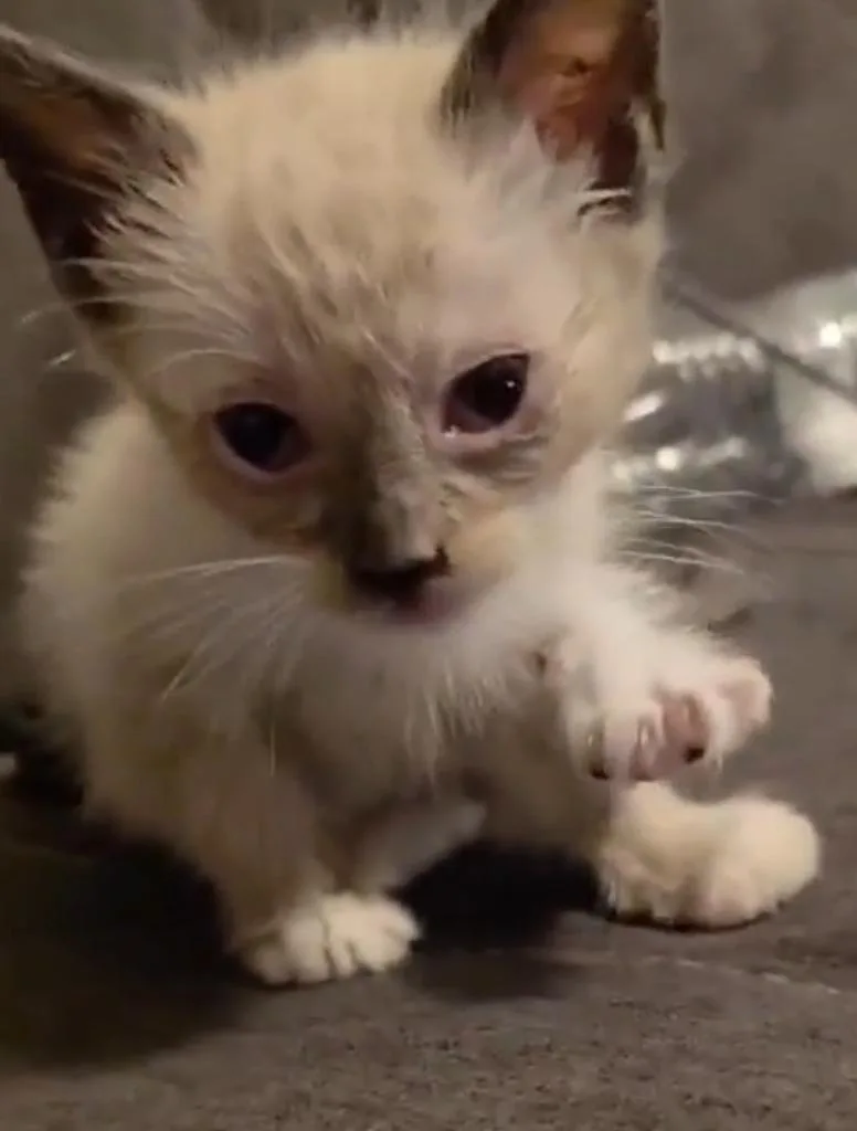 A baby small-sized female Siamese cat named Lola for adoption in New Braunfels, TX