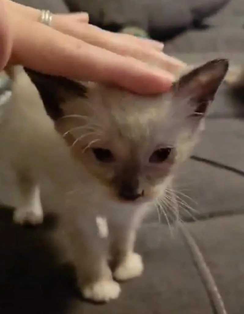 Lola thumbnail 2