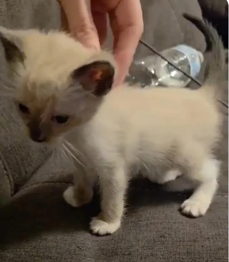 Lola thumbnail 3