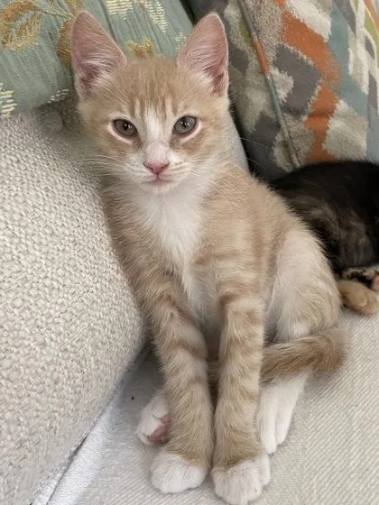 A young small-sized male Domestic Short Hair cat named B Ricky for adoption in North Charleston, SC