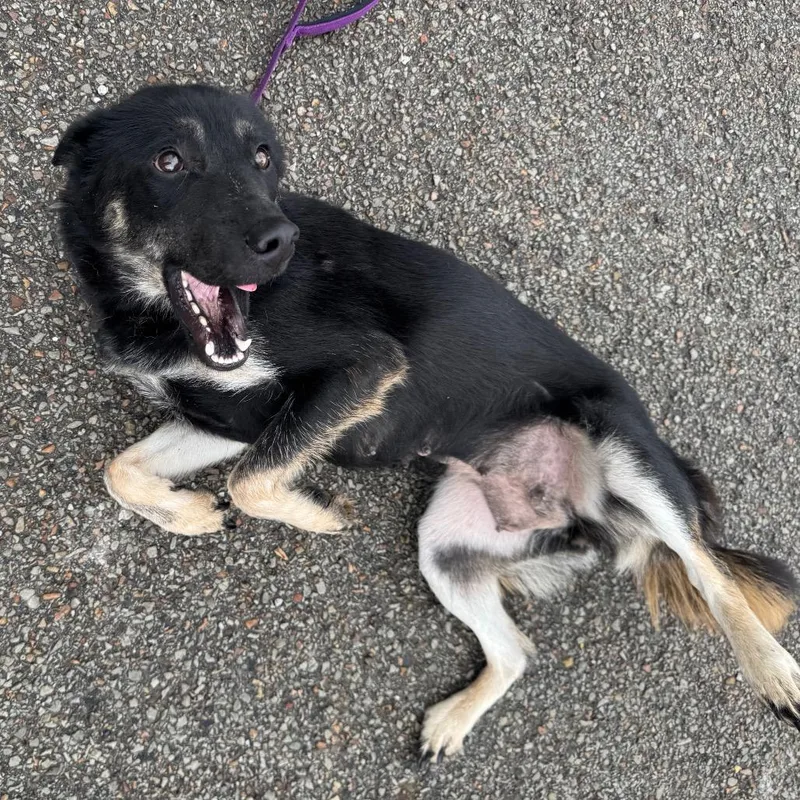 A young medium-sized female Black Shepherd dog named Delaney for adoption in Kittanning, PA
