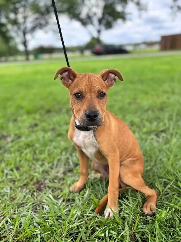 A baby medium-sized male Red / Chestnut / Orange Labrador Retriever dog named Sampson for adoption in Aiken, SC