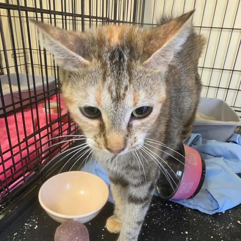 An adult small-sized female Torbie American Shorthair cat named Rhiannon for adoption in Melrose, FL