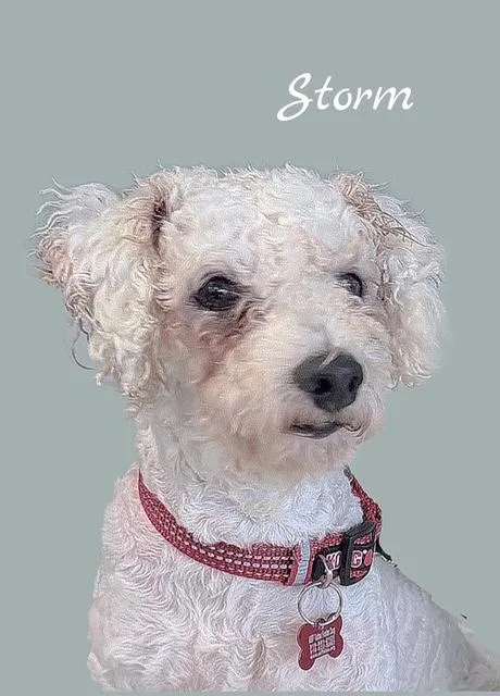 An adult small-sized male White / Cream Bichon Frise dog named Storm for adoption in Tulsa, OK