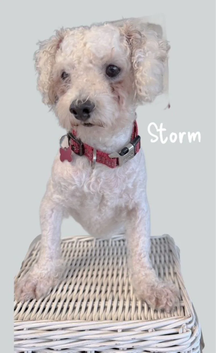 Storm thumbnail 2