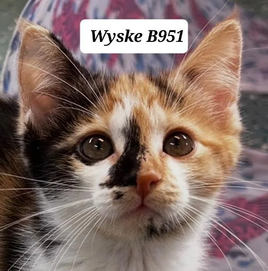 A baby medium-sized female Dilute Calico Domestic Medium Hair cat named Wyske for adoption in Morganton, NC